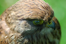 Klik hier voor een vergroting van de foto.