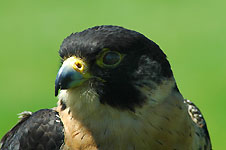 Klik hier voor een vergroting van de foto.