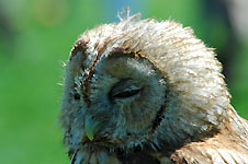 Klik hier voor een vergroting van de foto.