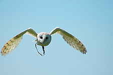 Klik hier voor een vergroting van de foto.