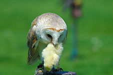 Klik hier voor een vergroting van de foto.