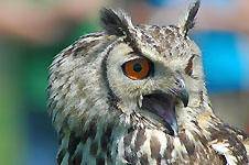 Klik hier voor een vergroting van de foto.