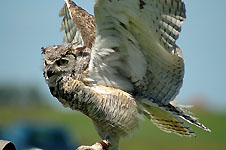 Klik hier voor een vergroting van de foto.