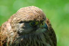 Klik hier voor een vergroting van de foto.