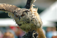 Klik hier voor een vergroting van de foto.