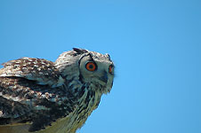 Klik hier voor een vergroting van de foto.