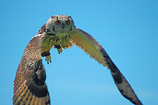 Klik hier voor een vergroting van de foto.