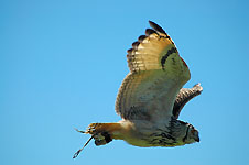 Klik hier voor een vergroting van de foto.