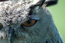 Klik hier voor een vergroting van de foto.