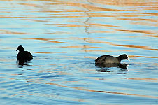 Klik hier voor een vergroting van de foto.