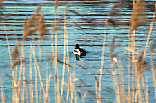 Klik hier voor een vergroting van de foto.