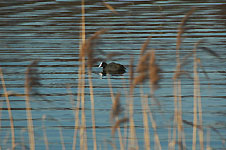 Klik hier voor een vergroting van de foto.