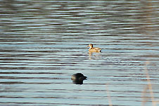 Klik hier voor een vergroting van de foto.