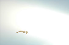 Klik hier voor een vergroting van de foto.