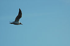 Klik hier voor een vergroting van de foto.