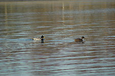 Klik hier voor een vergroting van de foto.