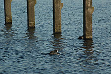 Klik hier voor een vergroting van de foto.