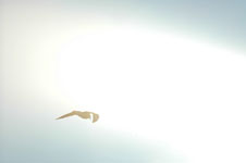 Click on the photo to enlarge.