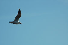 Click on the photo to enlarge.