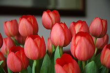 Klik hier voor een vergroting van de foto.