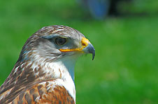 Klik hier voor een vergroting van de foto.