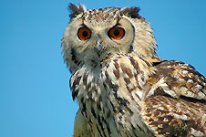 Klik hier voor een vergroting van de foto.