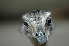 Klik hier voor een vergroting van de foto.