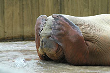 Klik hier voor een vergroting van de foto.