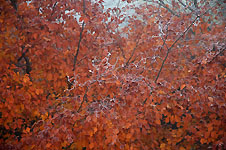 Click on the photo to enlarge.