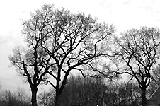 Click on the photo to enlarge.