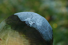 Click on the photo to enlarge.