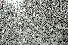 Click on the photo to enlarge.