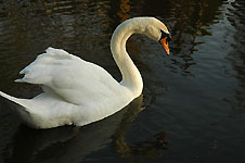 Click on the photo to enlarge.