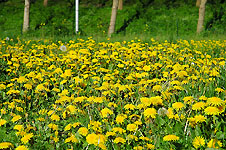 Click on the photo to enlarge.