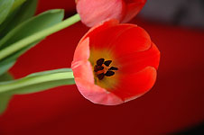 Click on the photo to enlarge.