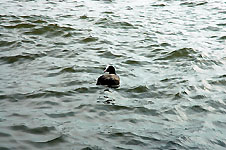 Click on the photo to enlarge.