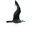 Click on the photo to enlarge.