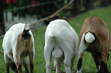 Click on the photo to enlarge.