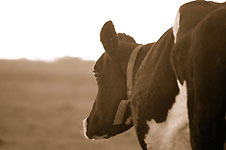 Click on the photo to enlarge.