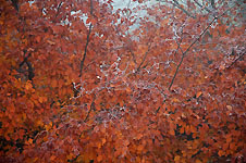 Click on the photo to enlarge.