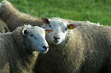 Click on the photo to enlarge.