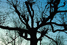 Click on the photo to enlarge.