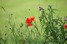 Click on the photo to enlarge.