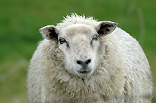 Click on the photo to enlarge.