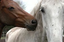 Klik hier voor een vergroting van de foto.