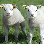 Klik hier voor een vergroting van de foto.