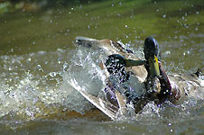 Klik hier voor een vergroting van de foto.