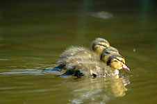 Klik hier voor een vergroting van de foto.