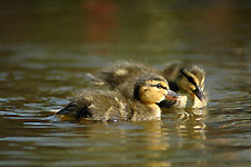 Klik hier voor een vergroting van de foto.