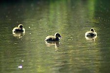 Klik hier voor een vergroting van de foto.